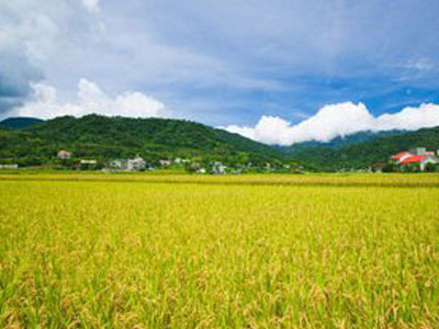 nong1.jpg