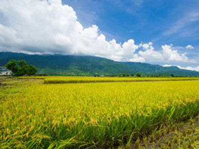 nong2.jpg