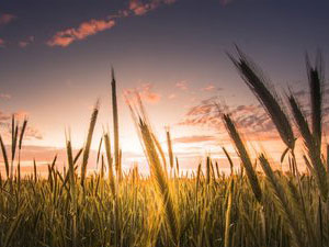 nong1.jpg