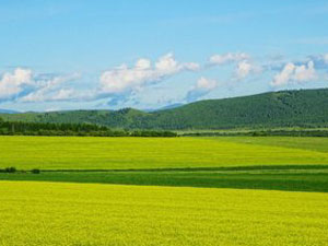 nong1.jpg