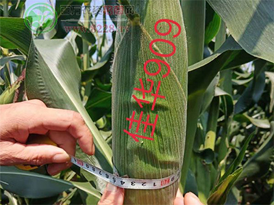 ���������ҵ�Ƽ�-�ѻ�909.jpg
