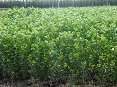 农资代理商如何快速突破当地市�?.jpg 农资代理商如何快速突破当地市�?.jpg