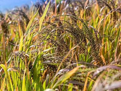 刚入行的农资代理商如何快速成�?.jpeg 刚入行的农资代理商如何快速成�?.jpeg