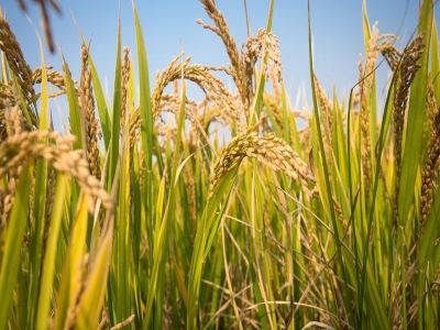 农资企业应该怎样做才能提高招商效�?.jpeg 农资企业应该怎样做才能提高招商效�?.jpeg