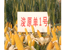 浚原单1号