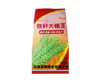 铁杆大穗王小麦