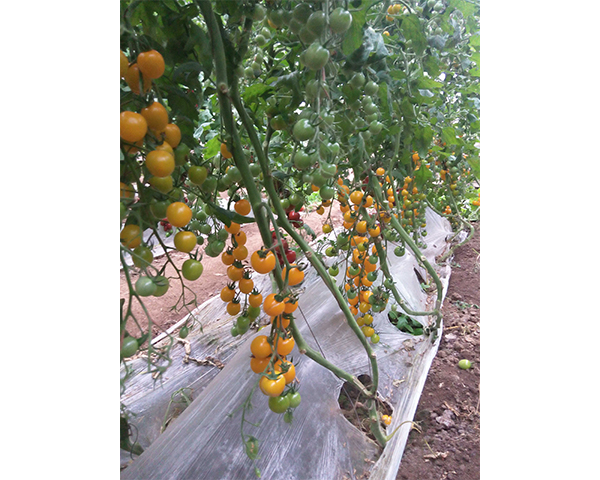 樱桃西红柿种子-夏日阳光-瑞恒种业