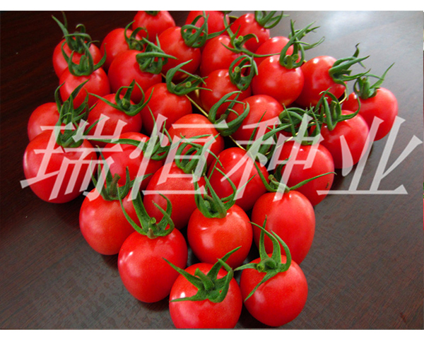 樱桃西红柿种子-千惠-瑞恒种业