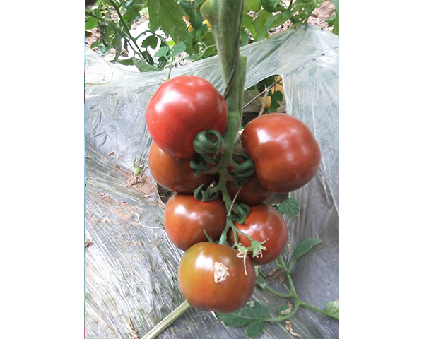 樱桃西红柿种子-黑圆-瑞恒种业