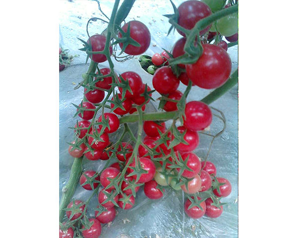 樱桃西红柿种子-德贝利-瑞恒种业