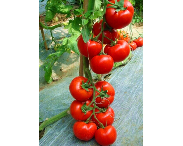 西红柿种子-利百威2号-瑞恒种业