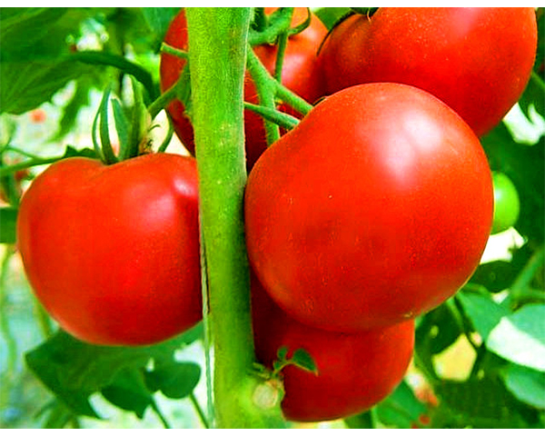 西红柿种子-利百威1号-瑞恒种业