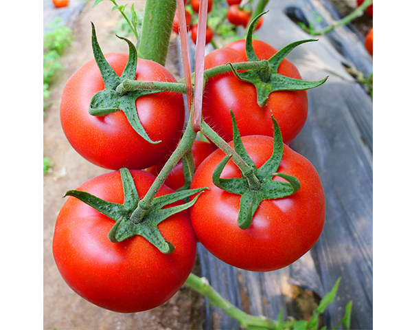 西红柿种子-加利-瑞恒种业