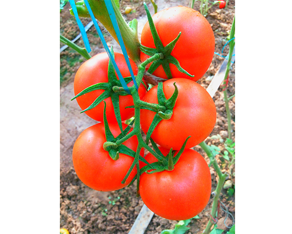西红柿种子-红钻-瑞恒种业