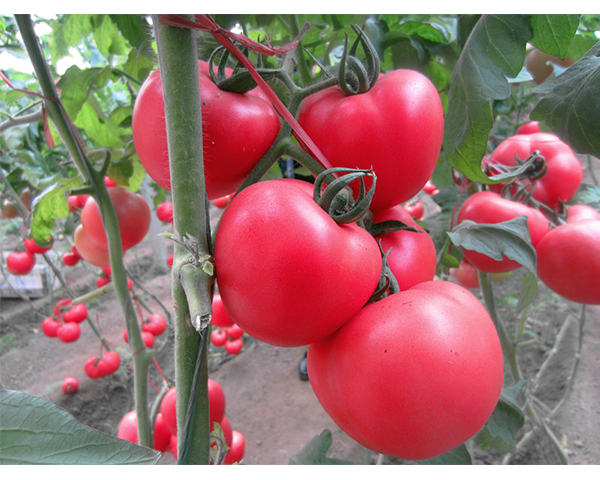 西红柿种子-冬悦-瑞恒种业