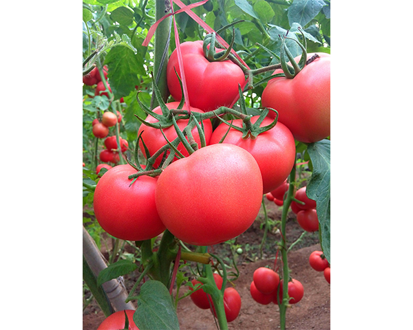西红柿种子-同悦160-瑞恒种业