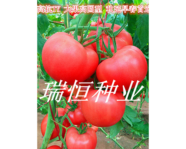 西红柿种子-瑞恒116-瑞恒种业