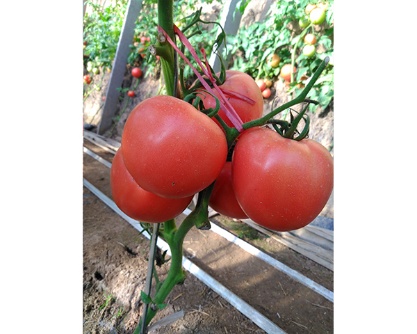 西红柿种子-麦迪文-瑞恒种业