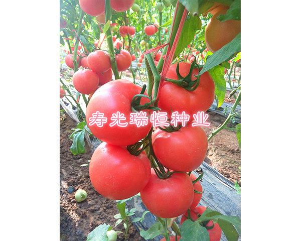 西红柿种子-瑞粉102-瑞恒种业