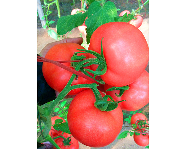 西红柿种子-冬粉108-瑞恒种业